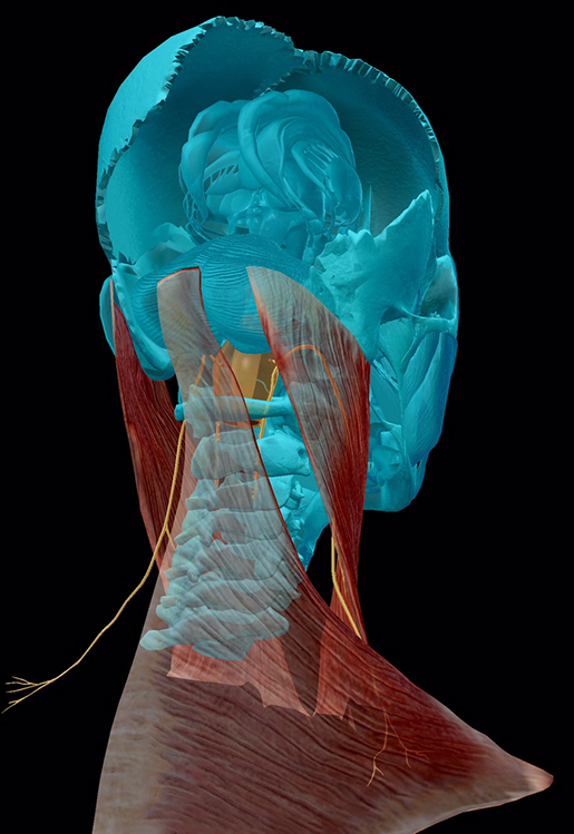 cranial-nerves-11-accessory